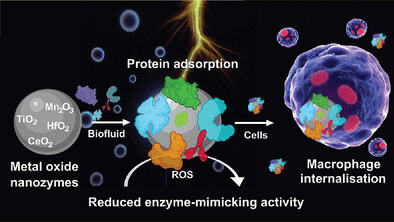 Catalytic Activity governed by Protein Corona