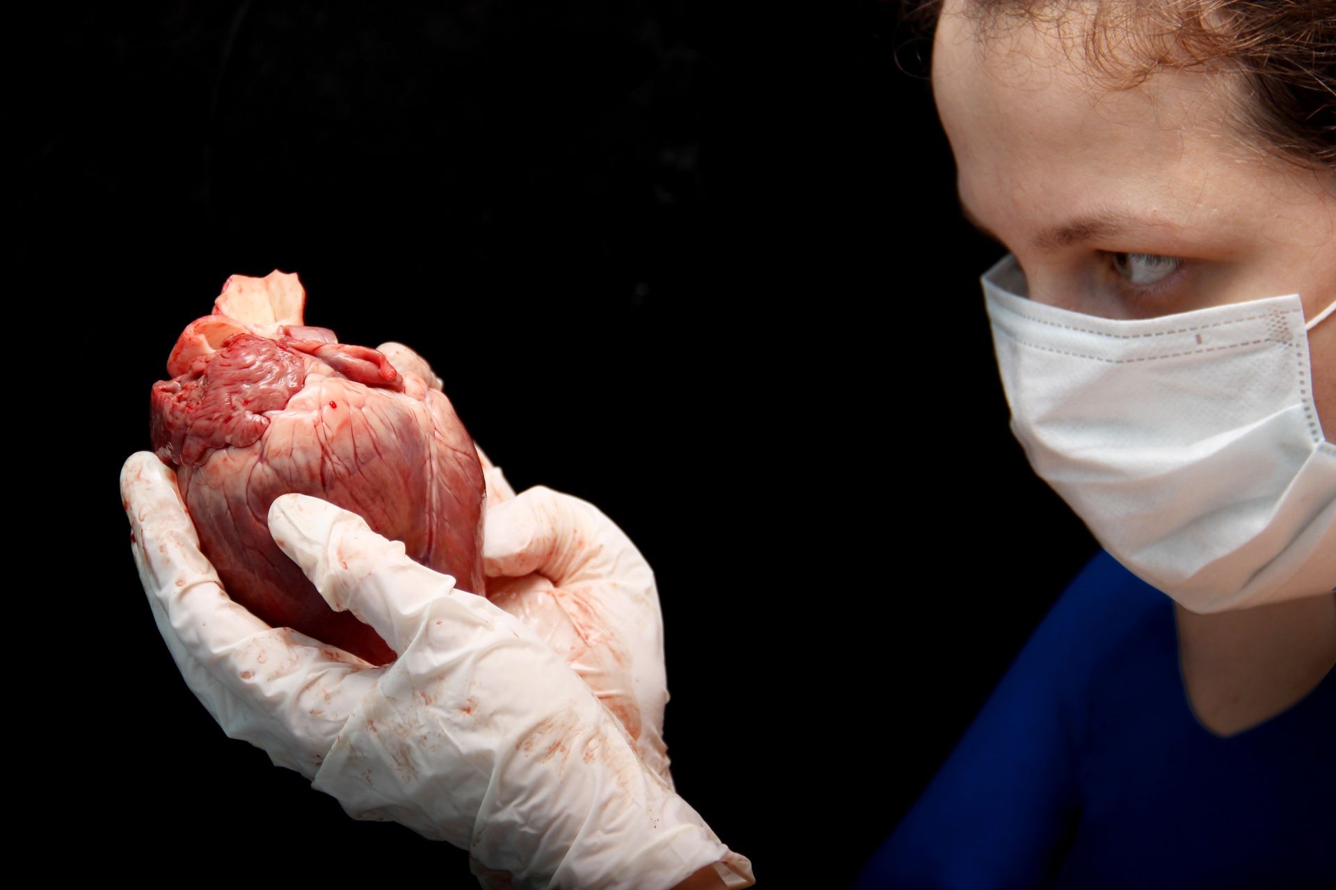 A female surgeon holds a human heart in her hands. The doctor saves life. Complex operation on transplantation. Isolated on black background. Donor organs for patients with heart disease.